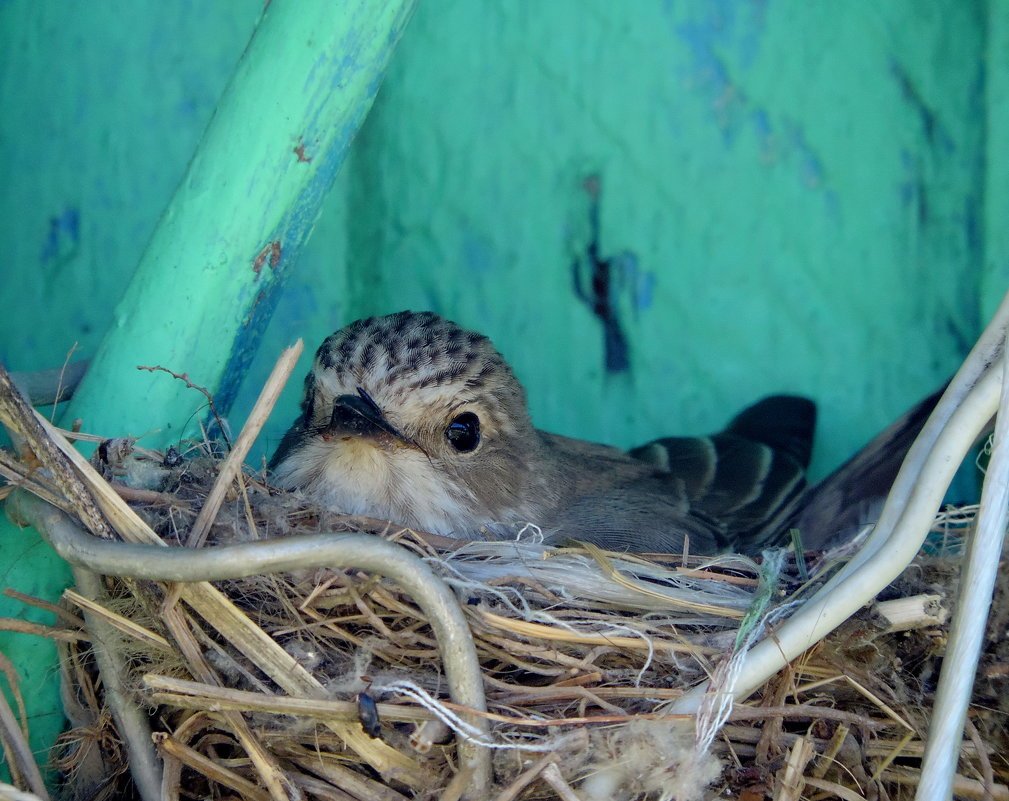Глаз синицы