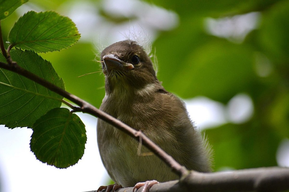Мухоловка птица гнездо
