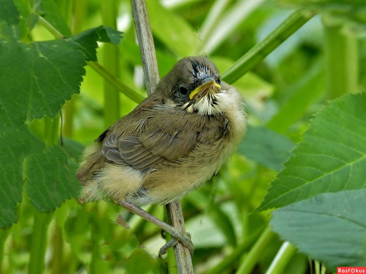 Серая мухоловка птенец