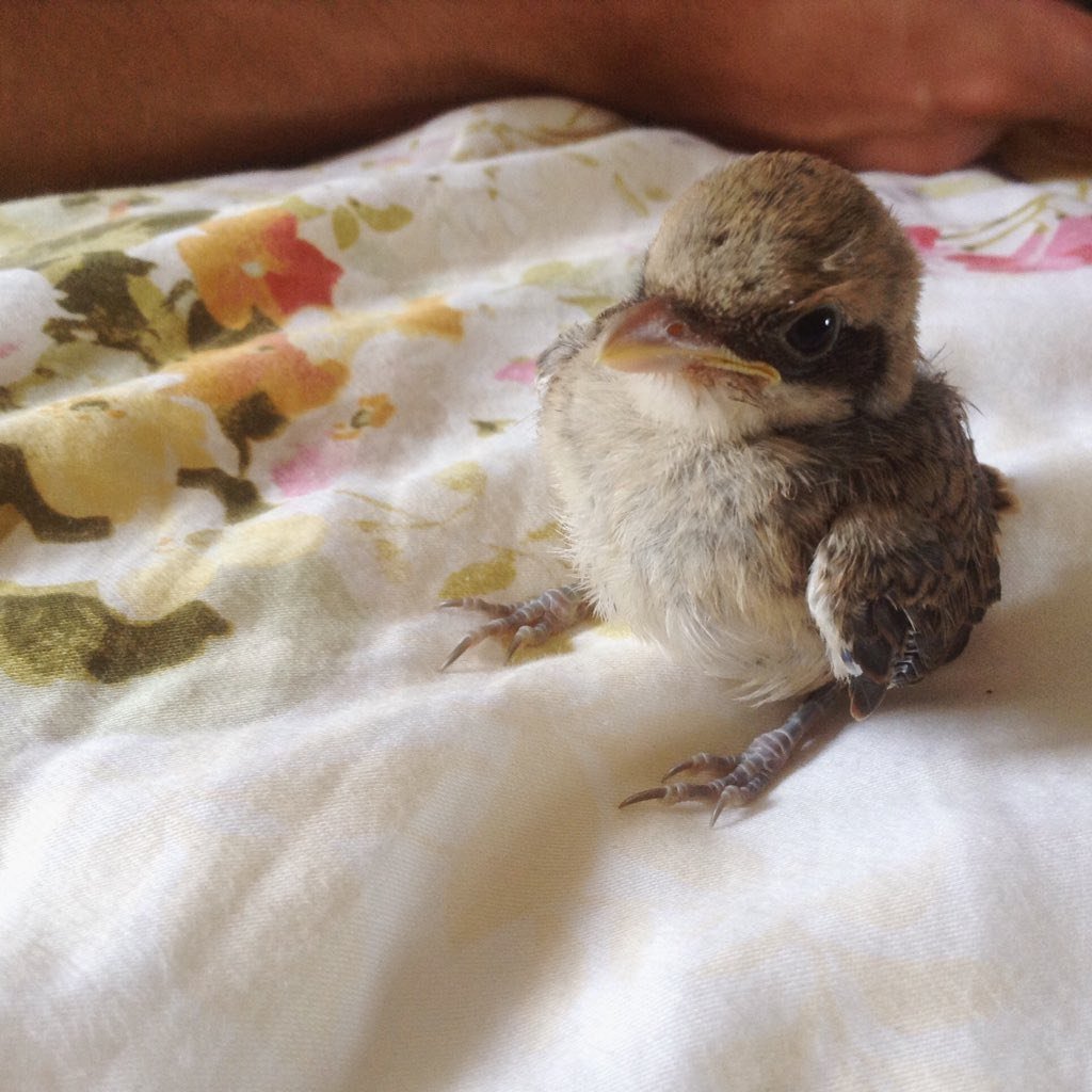 Мухоловка пеструшка гнездо