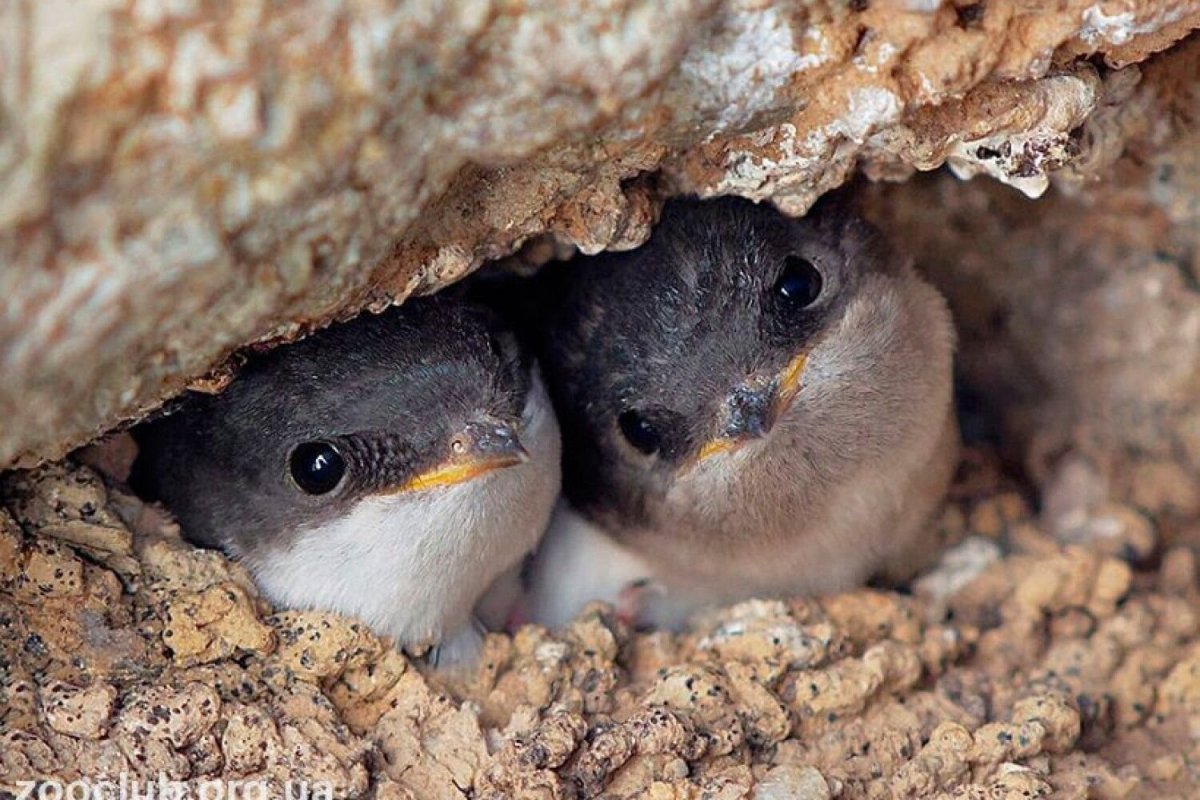 Серая мухоловка гнездо