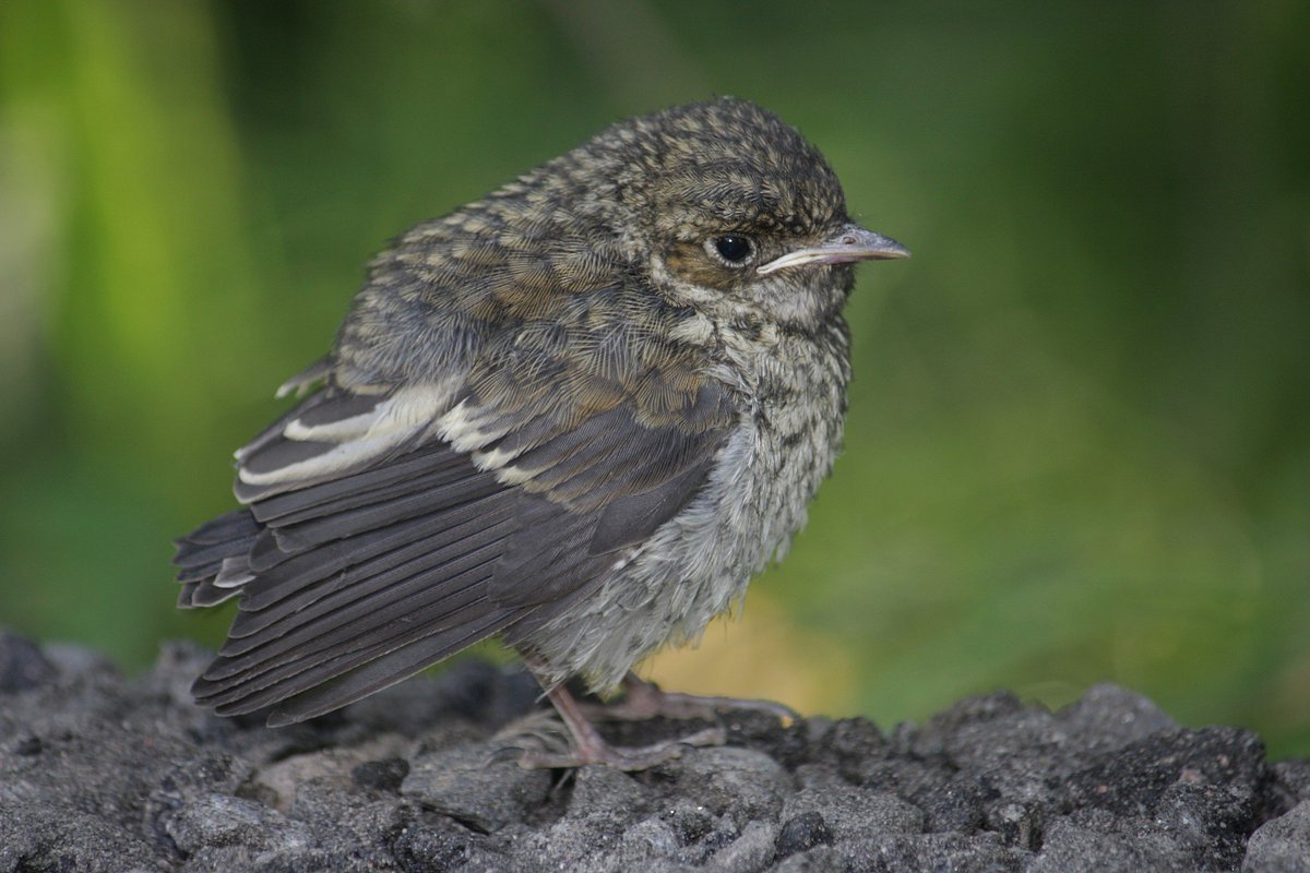 Птенцы с открытыми ртами в гнезде