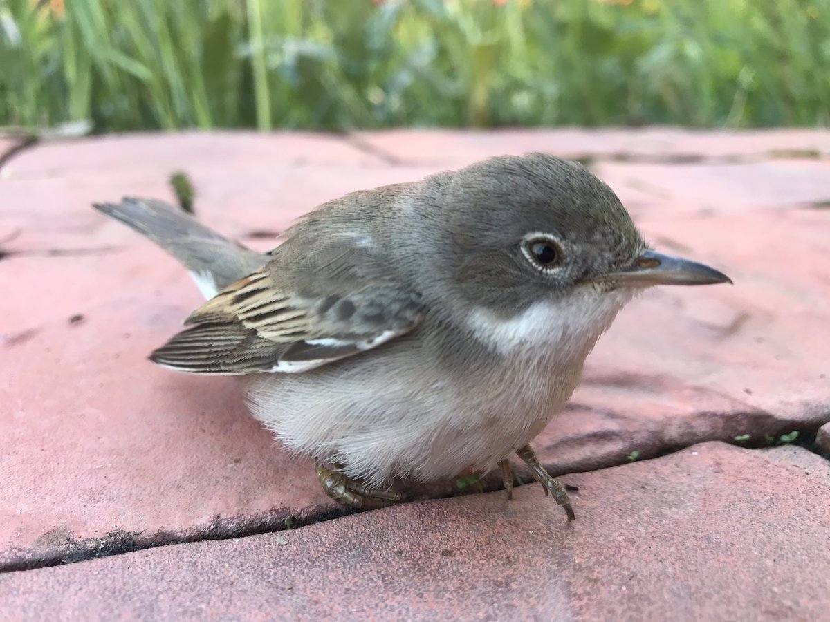 Подросший птенец