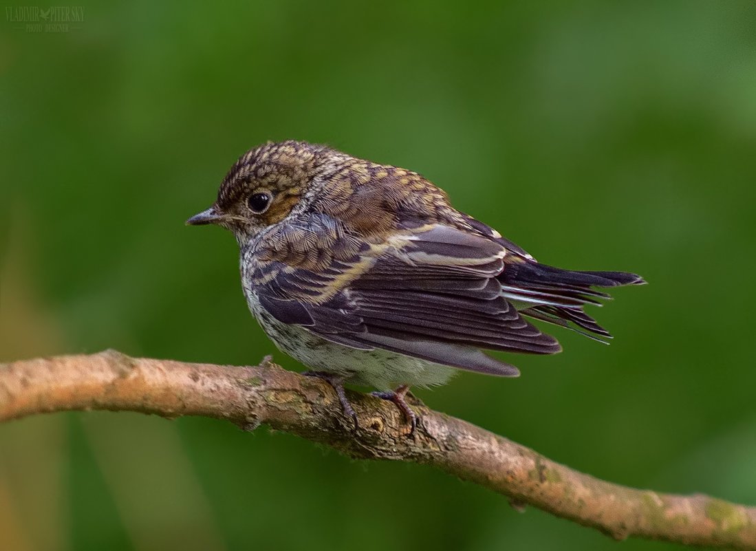 Мухоловка пеструшка птенец
