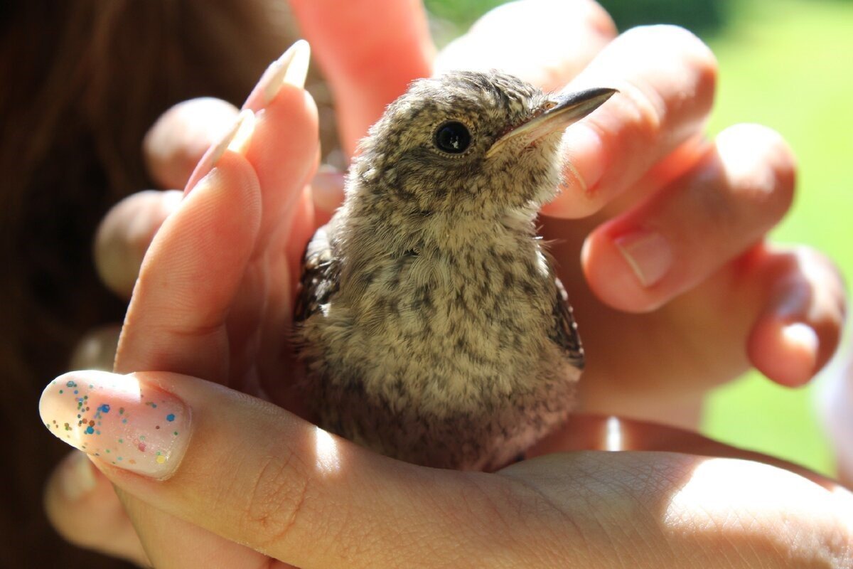 Птенец мухоловки