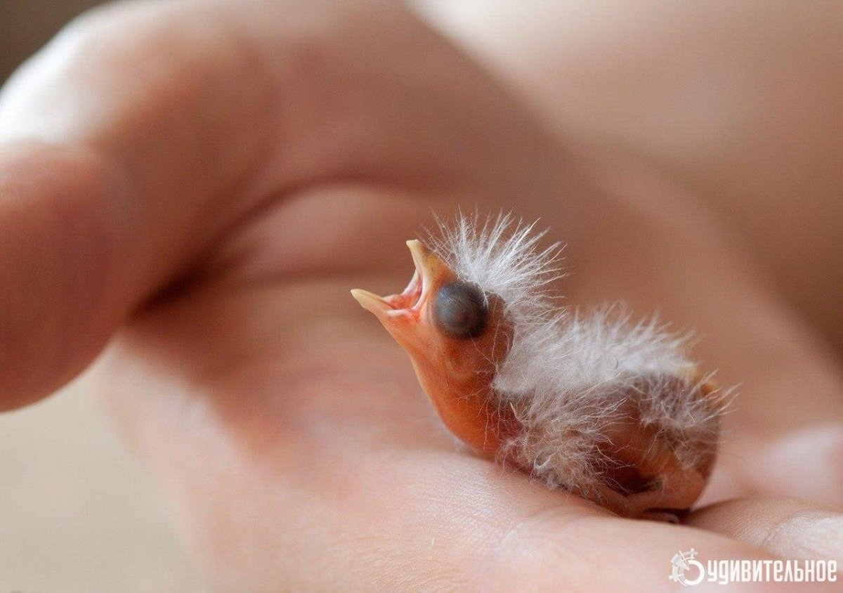 Стриж птенец желторотик