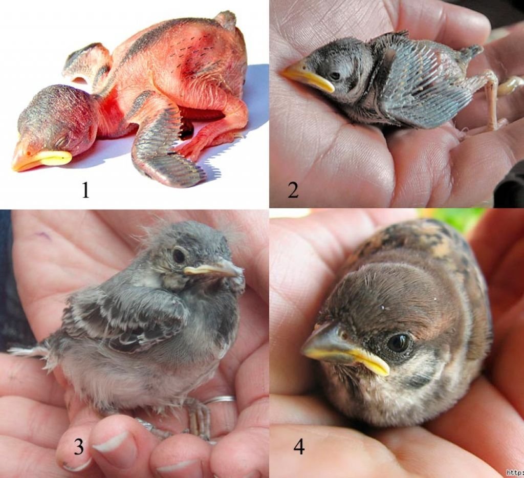 Птенцы в гнезде