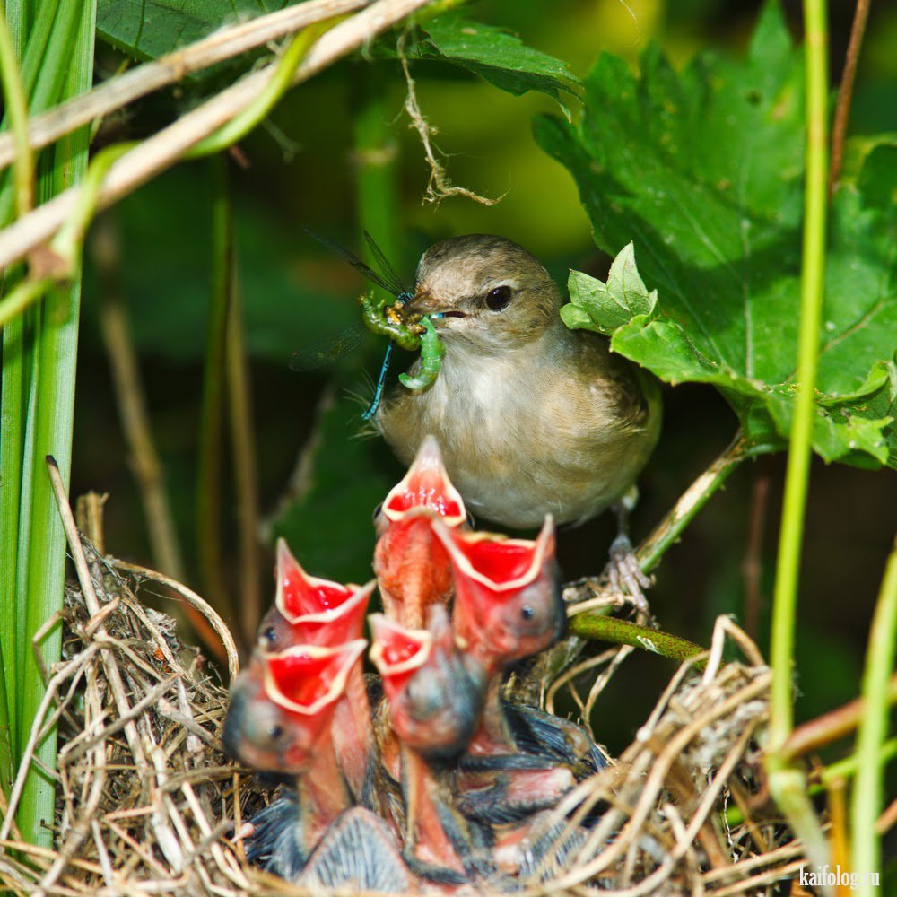 Воробей желторотик птенец