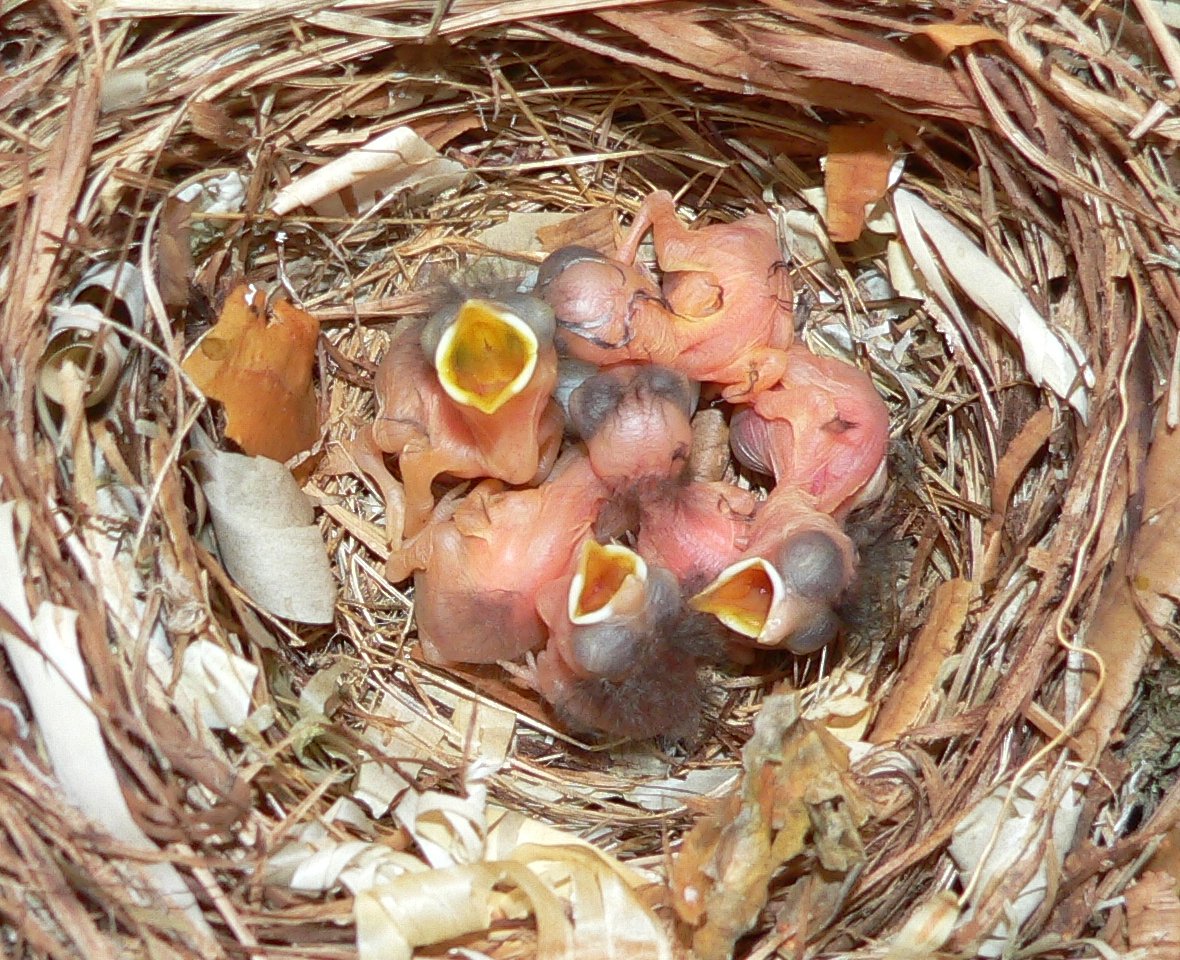 Желторотый птенец