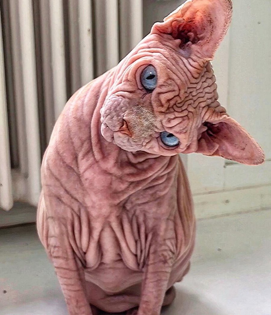 Кот Персидская шиншилла Вилфред