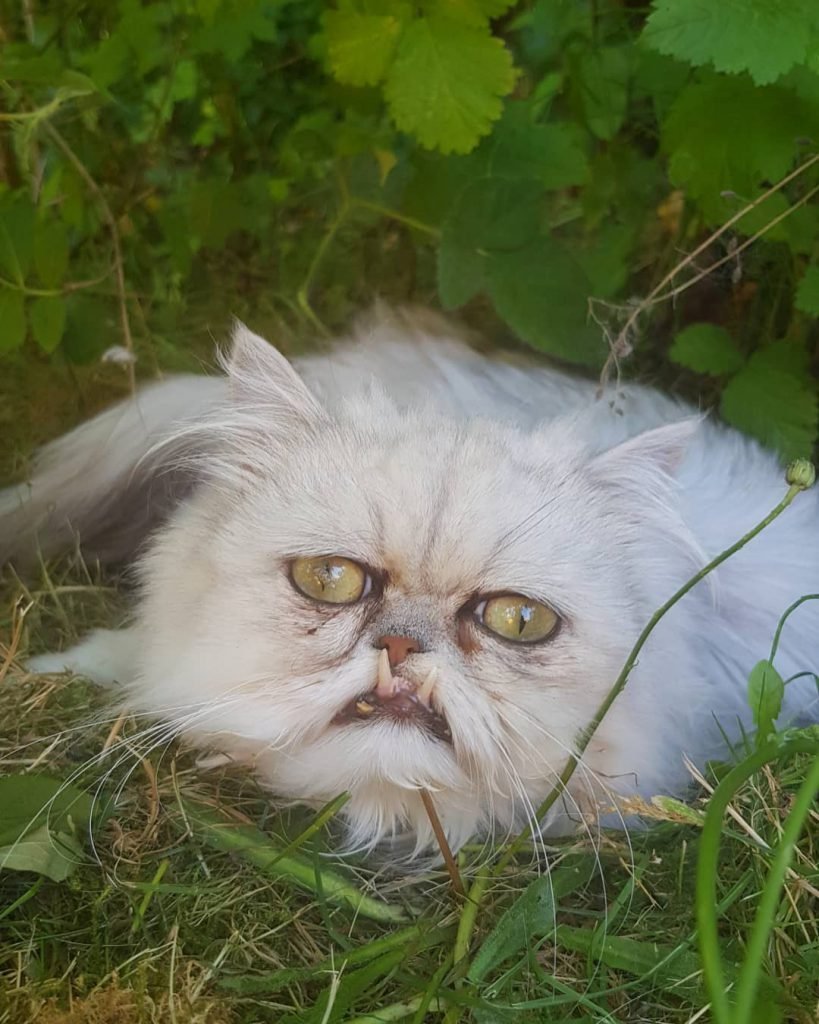 Канадский сфинкс волосатый