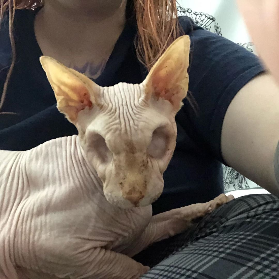 Сфинкс кошка морщинистая