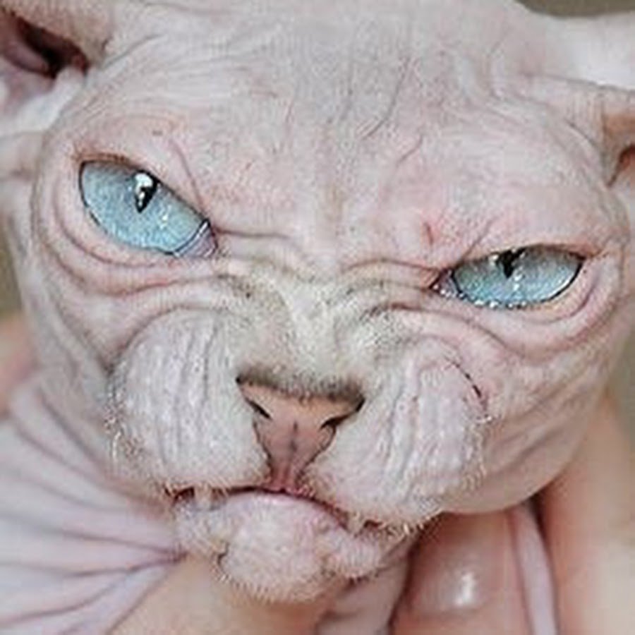 Мадагаскарская руконожка