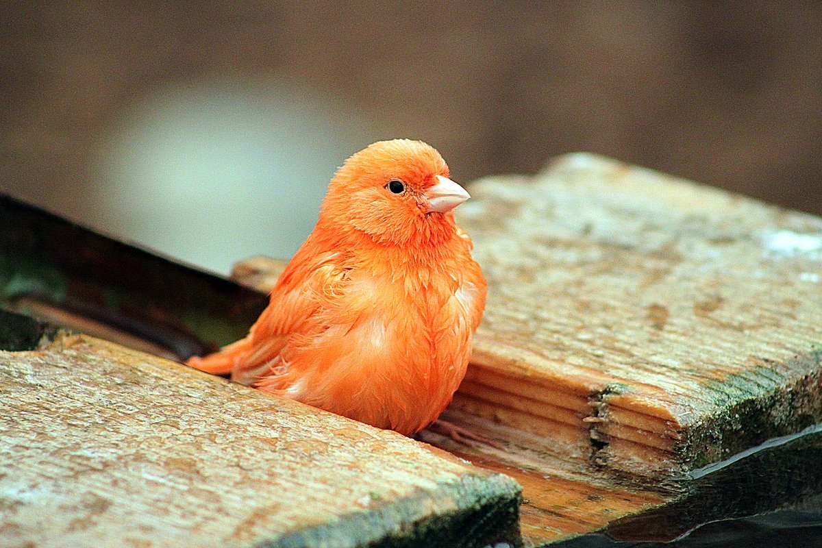 Кенар оранжевый