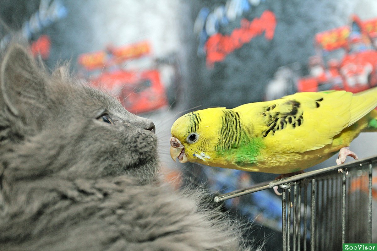 Котик и попугайчик