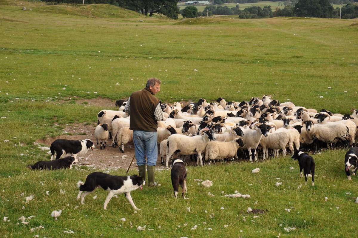 Пастух пасет стадо