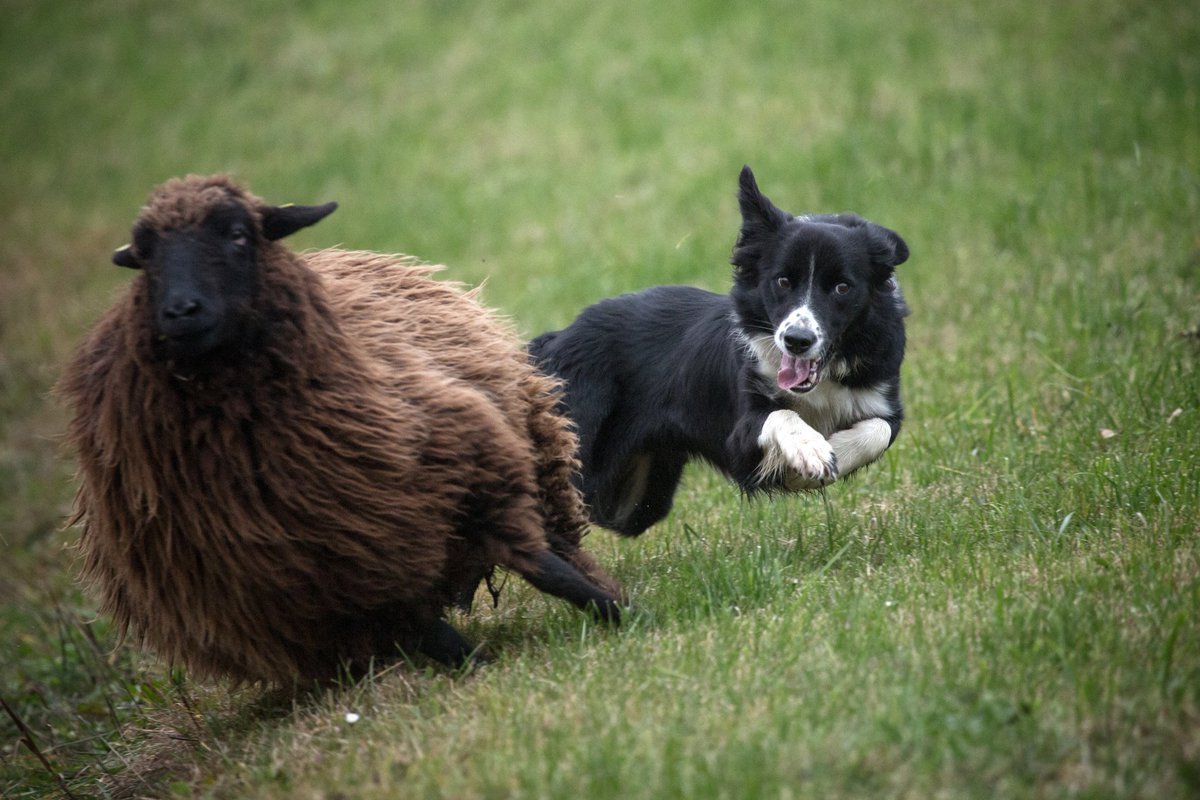 Бордер колли и овцы