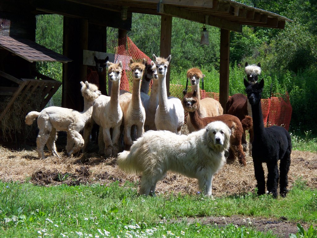 Собака пастух овец порода