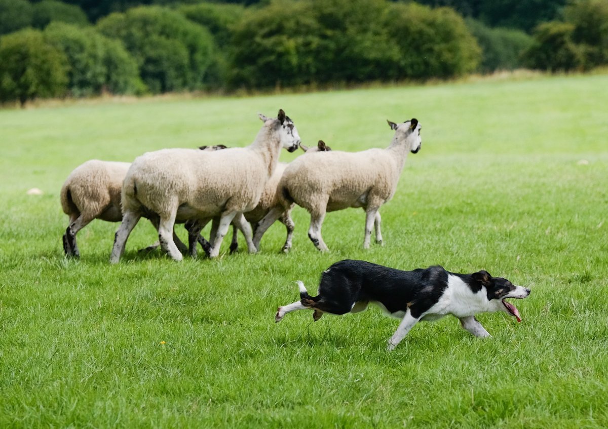 Бордер колли овцы пастух