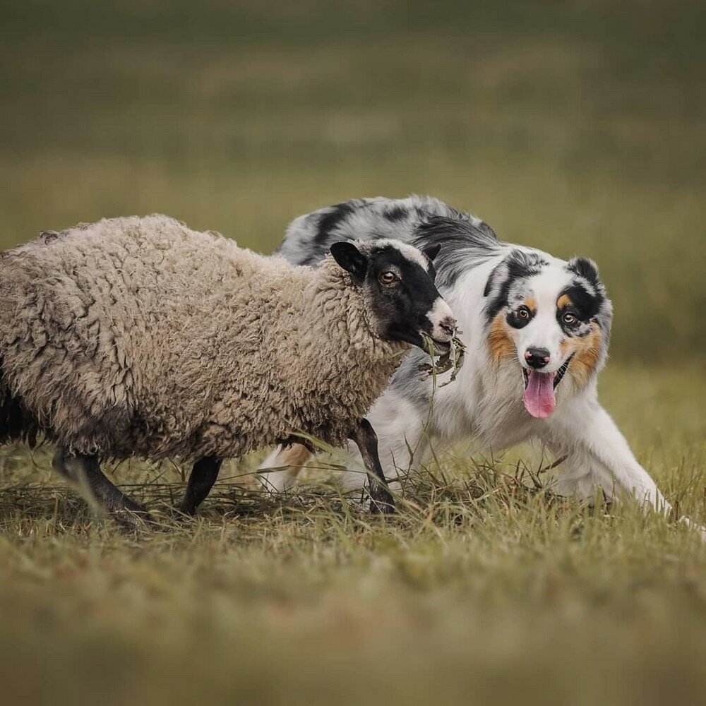 Собака пастух овец - 71 фото