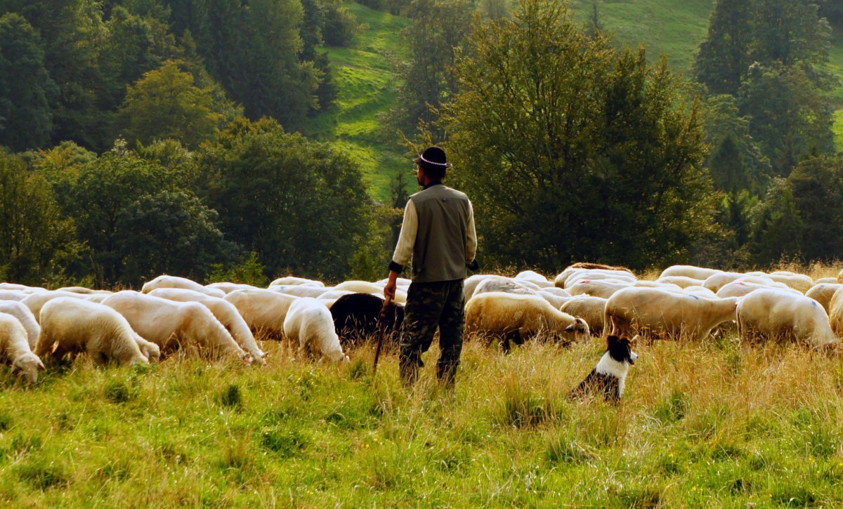 Пастух с овцами