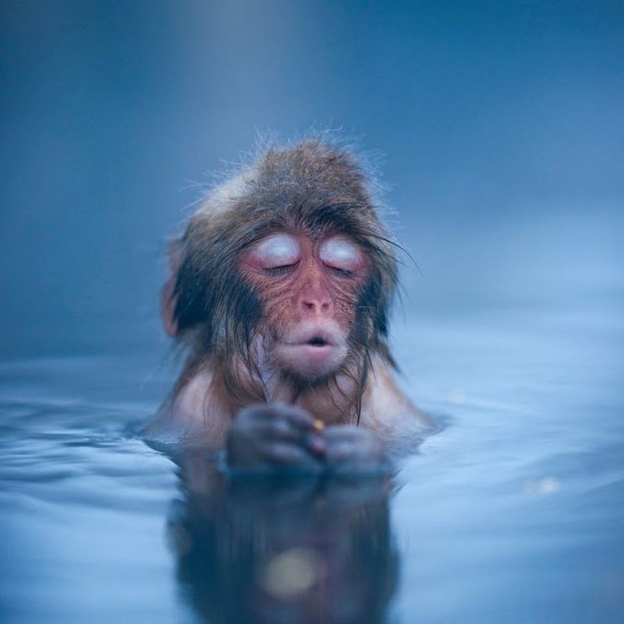 Онсен макаки