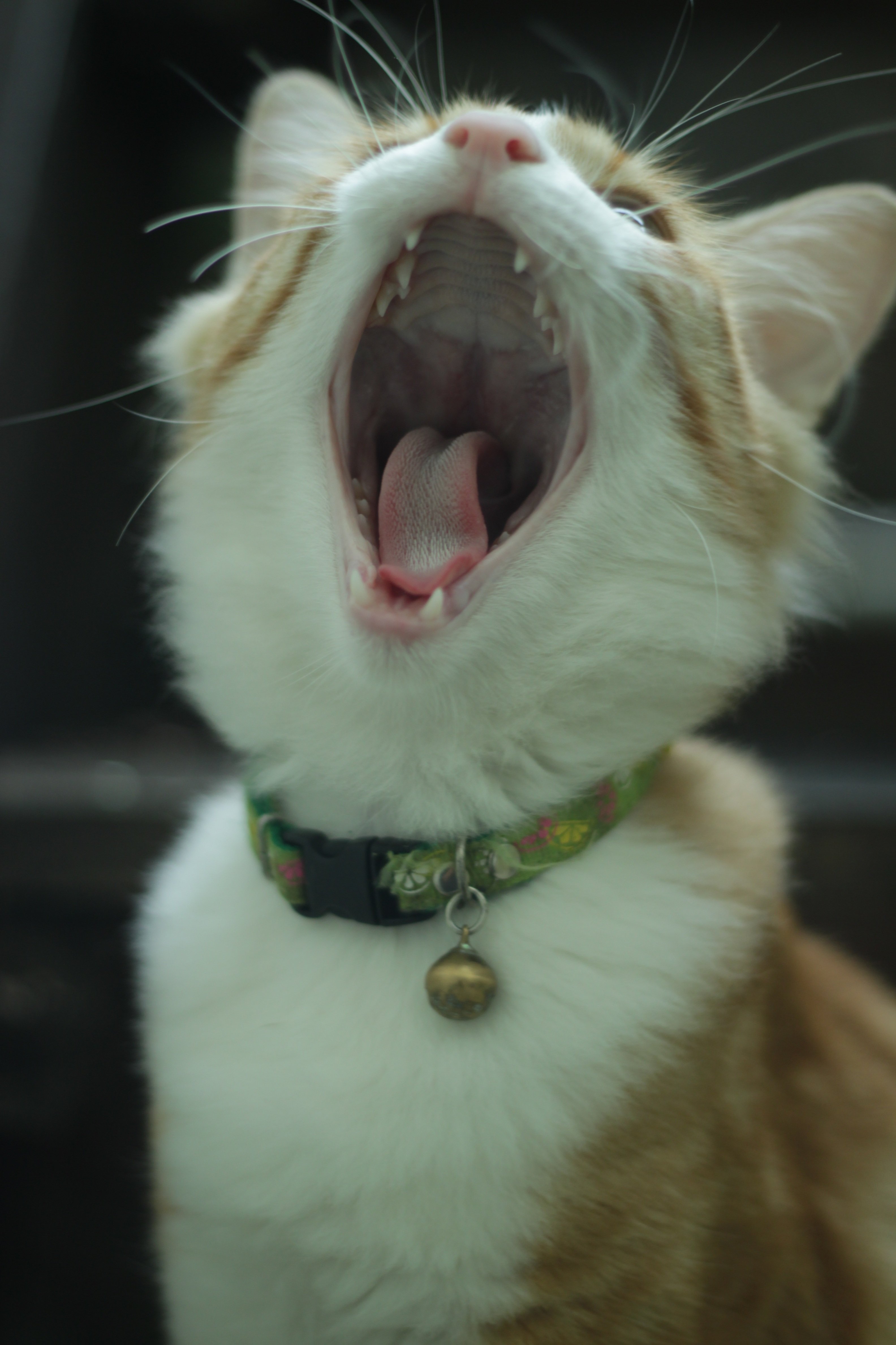 Кошка без зубов. Кошка с открытым ртом. Орущий кот. Смешной кот с открытым ртом.