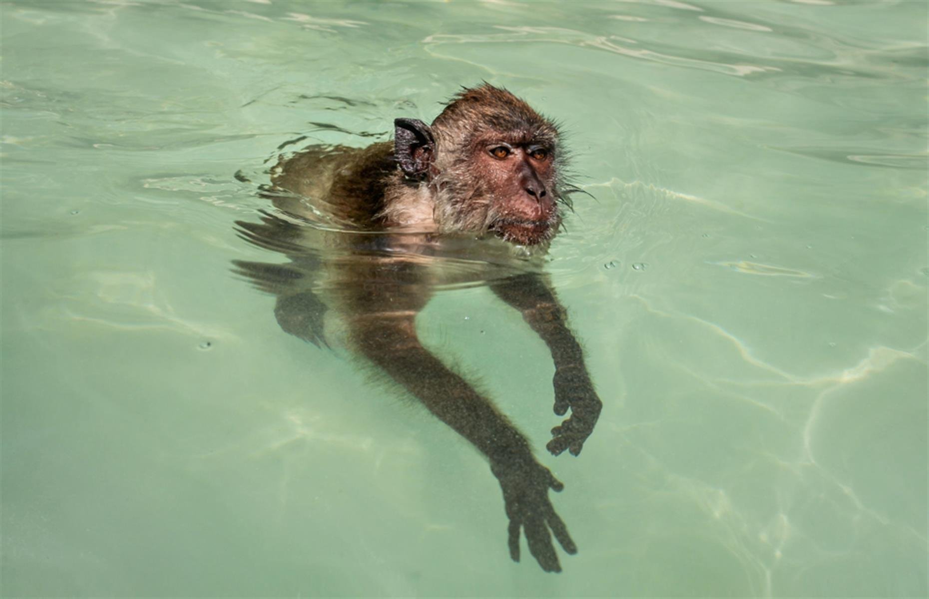 Шимпанзе плавает. Обезьянка в воде. Обезьяна плавает. Обезьяна плывет. Обезьяна купается в море.
