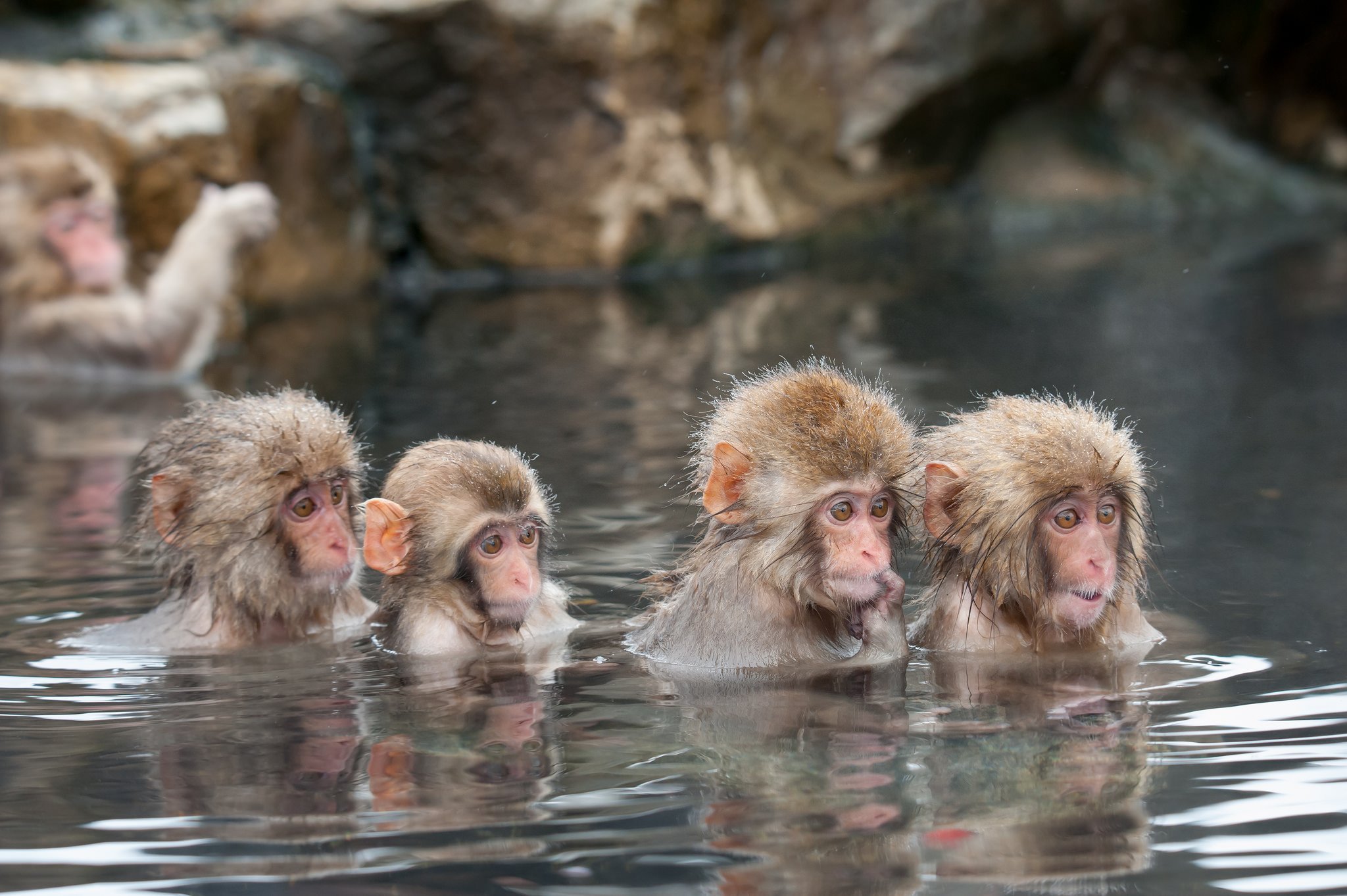 Обезьяна купается в теплой воде группа. Парк Джигокудани Япония. Парк обезьян Джигокудани. Парк снежных обезьян Дзигокудани. Долина обезьян Япония Джигокудани.