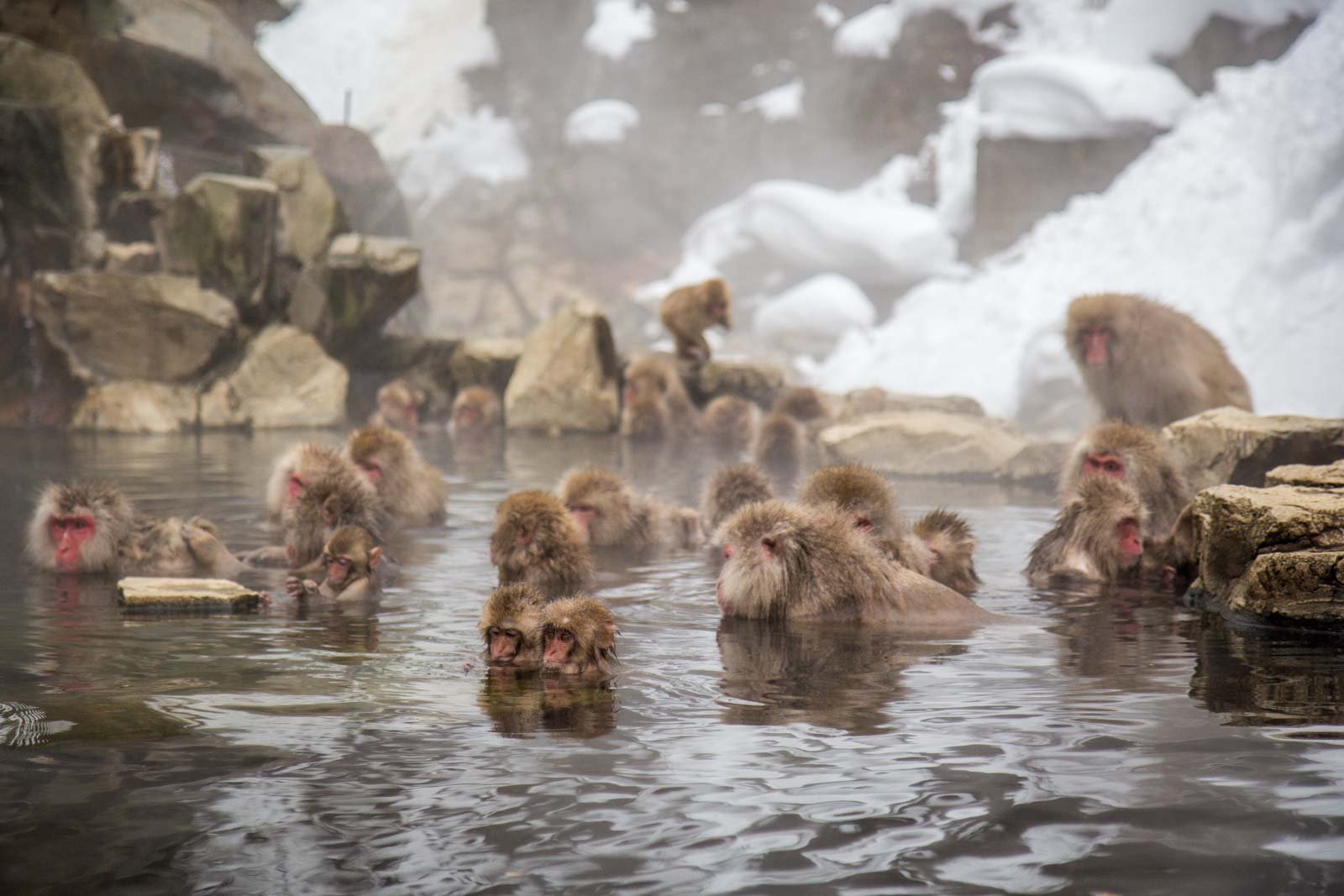 Обезьяна купается в теплой воде. Парк Джигокудани Япония. Парк обезьян Джигокудани. Парк снежных обезьян Джигокудани. Обезьяний парк Дзигокудани, Япония.