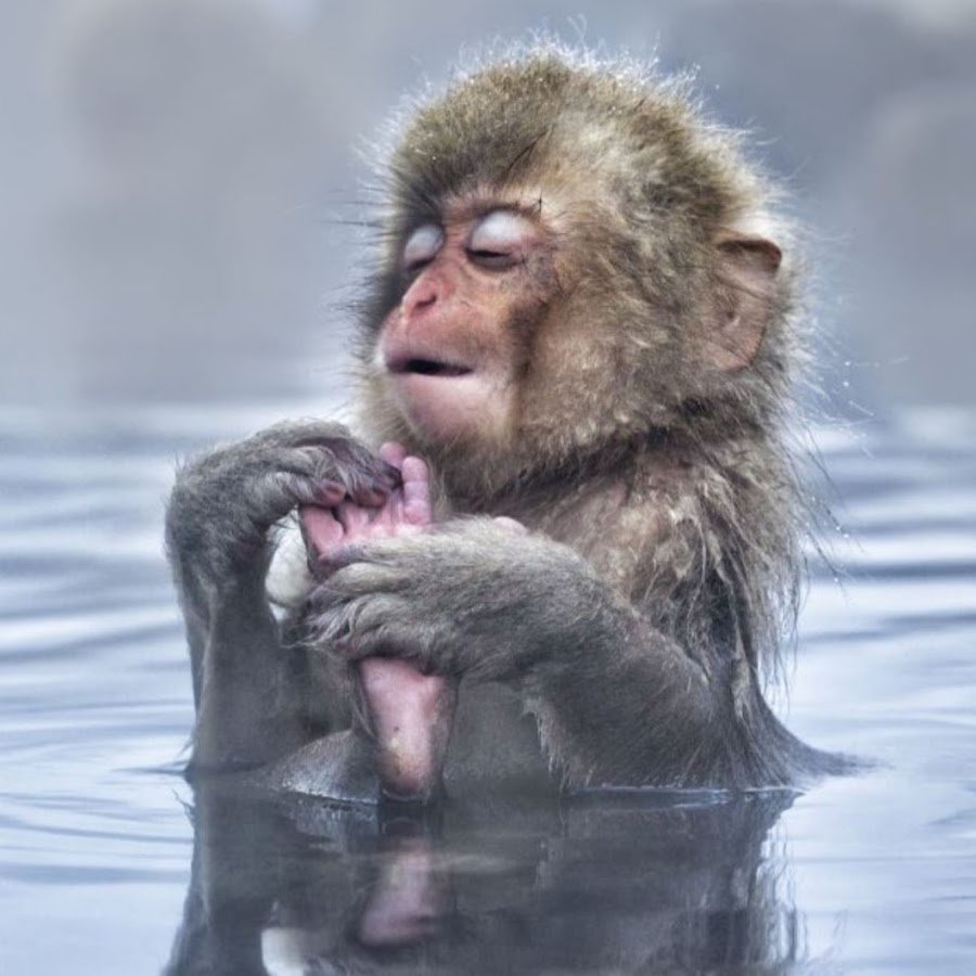 Макаки Хоккайдо