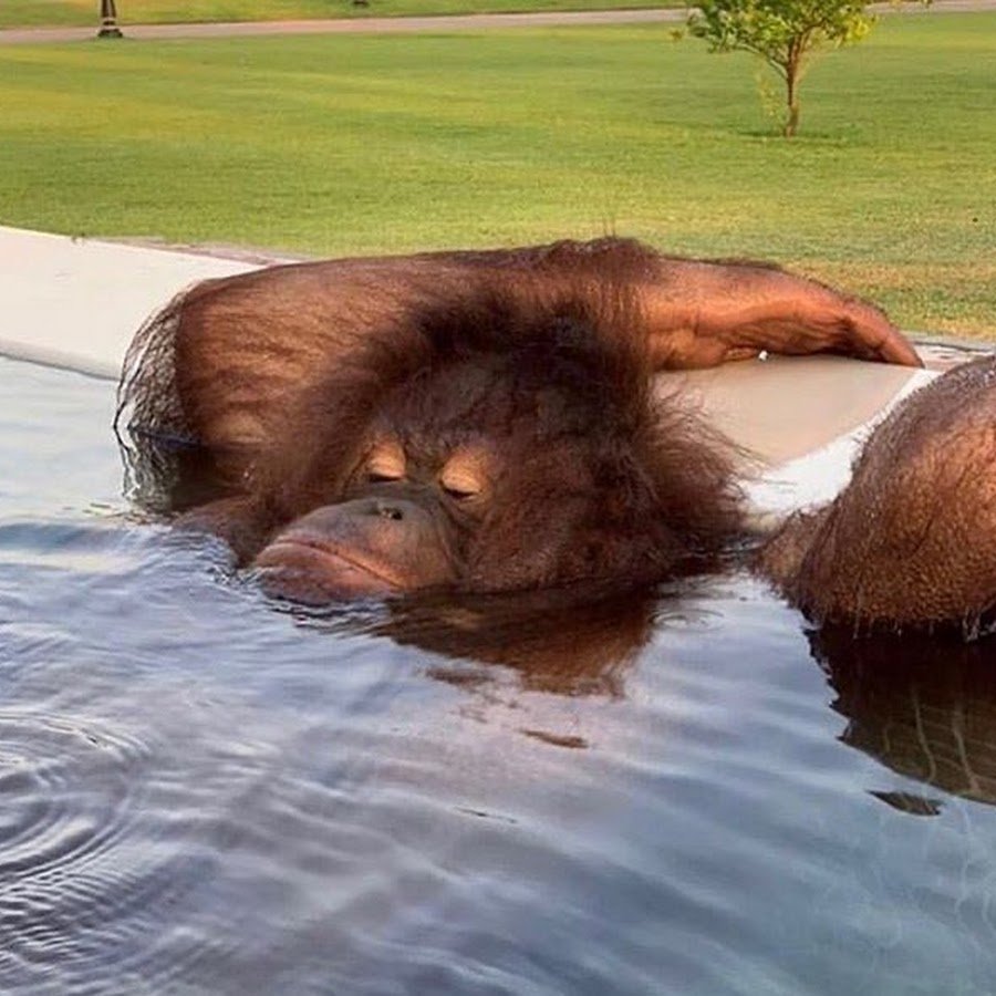 Обезьянка в воде