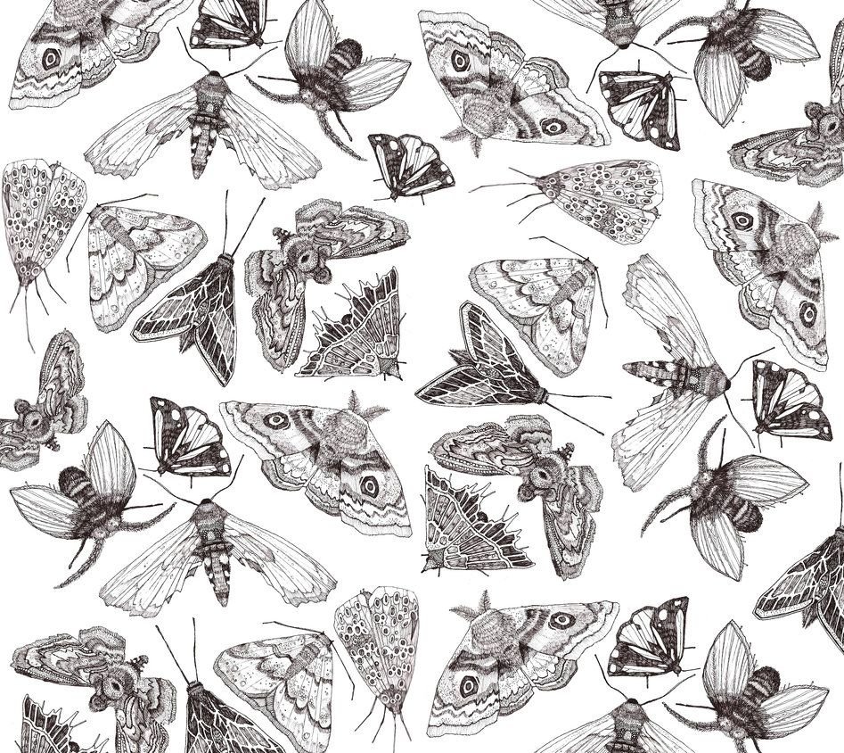 Пчела вид сверху