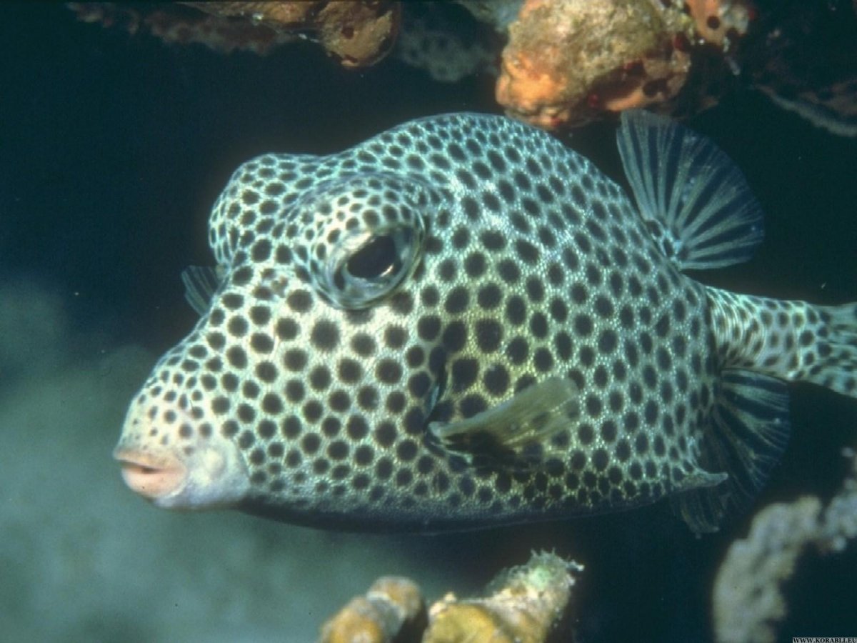 Иглобрюх белопятнистый