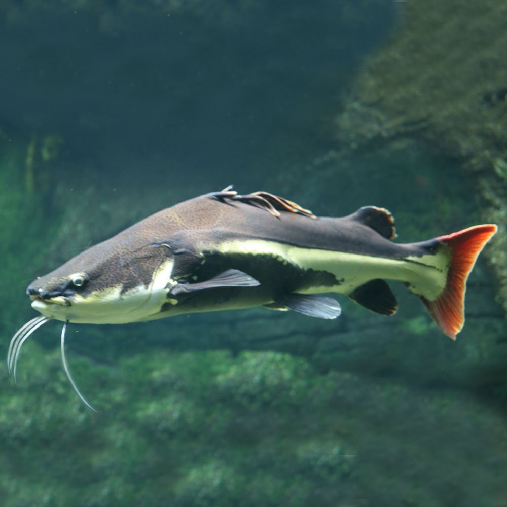 Краснохвостый сом