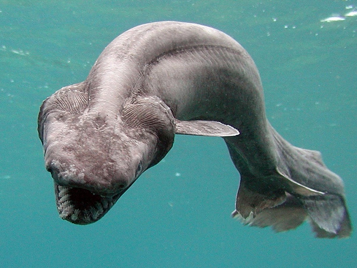 Плащеносная акула плащеносец