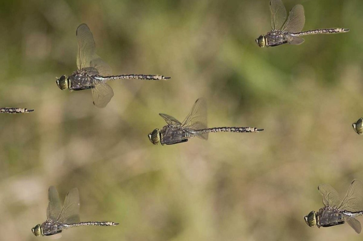 Стрекозы на репейнике Ильгиз