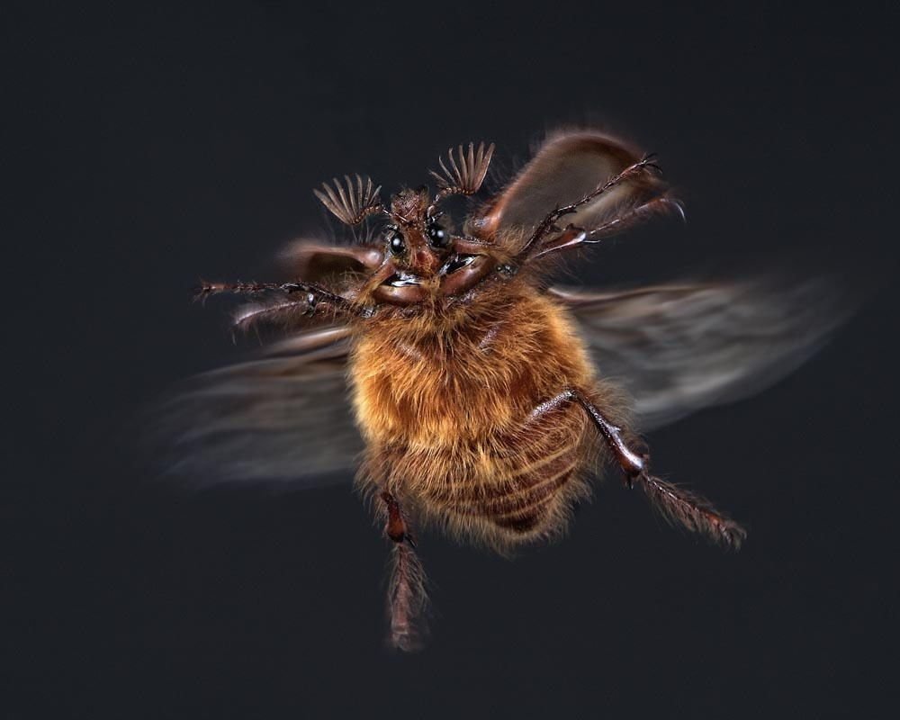 Стрекоза на цветах