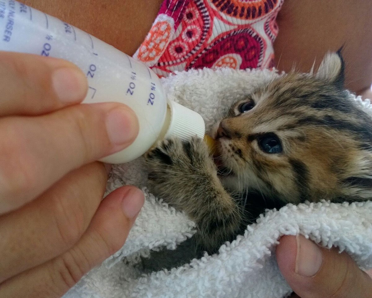 Новорожденный котенок