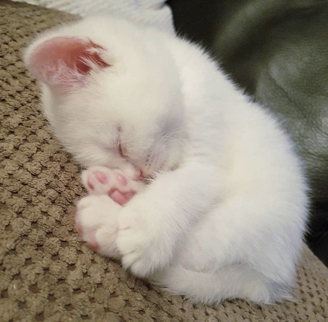 Два котика обнимаются