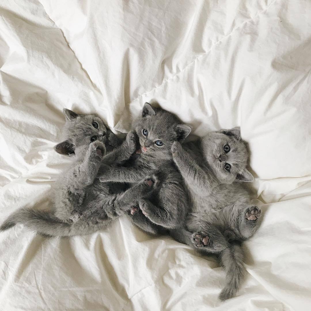 Слепые котята