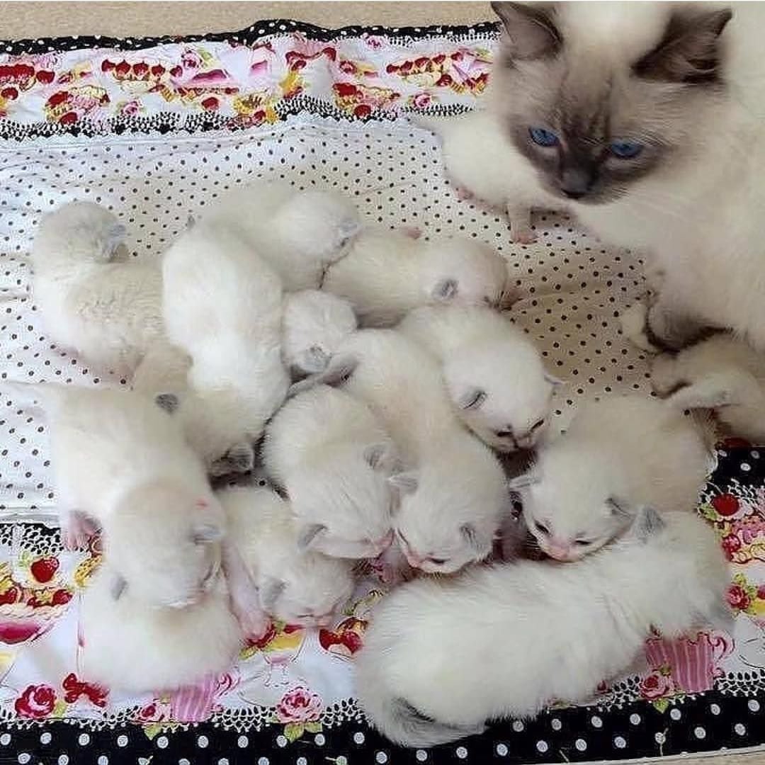 Маленький милый котенок