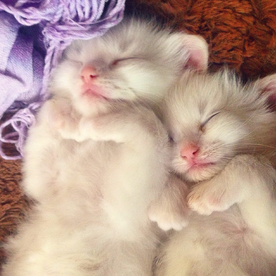 Недельные котята