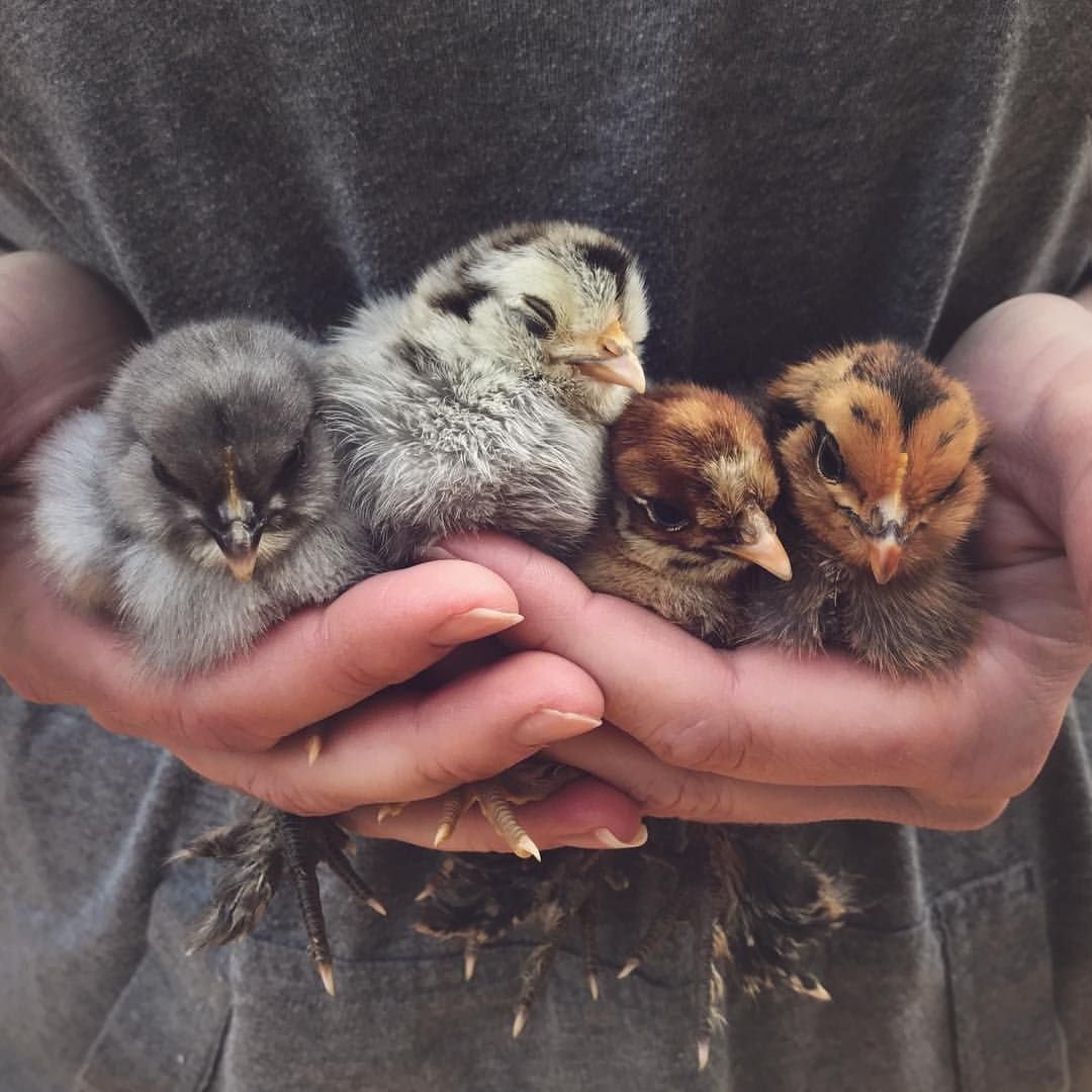 Много котят