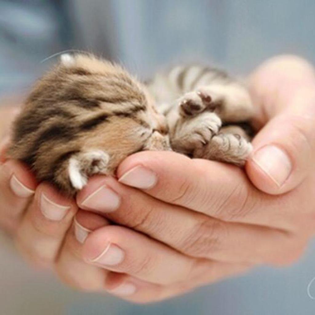 Котенок на ладошке