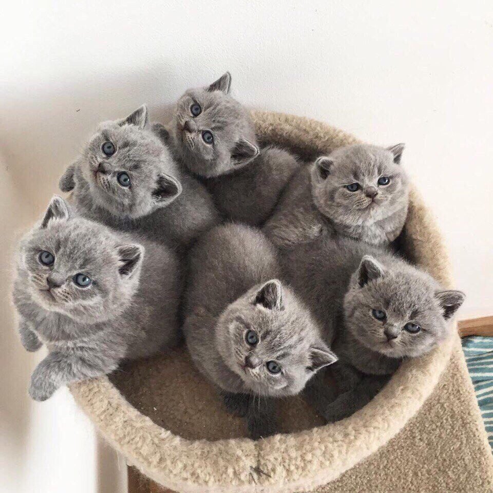 Красиво сфотографированные котята