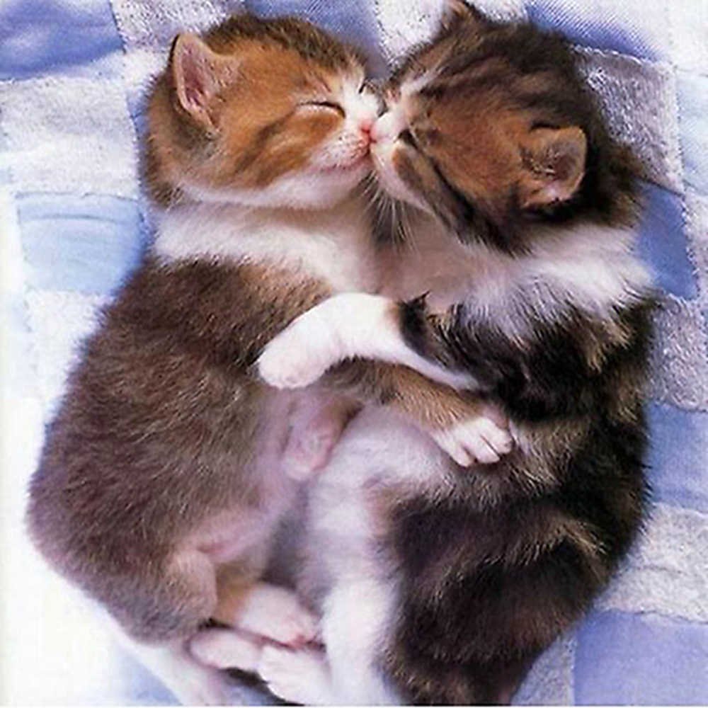 Милые кошечки