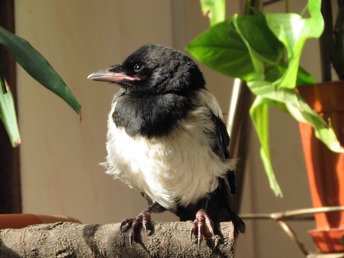 Птенец сороки