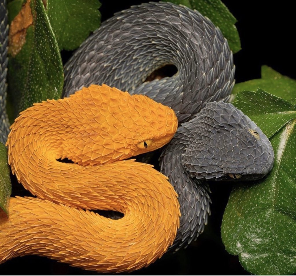 Древесная Африканская гадюка
