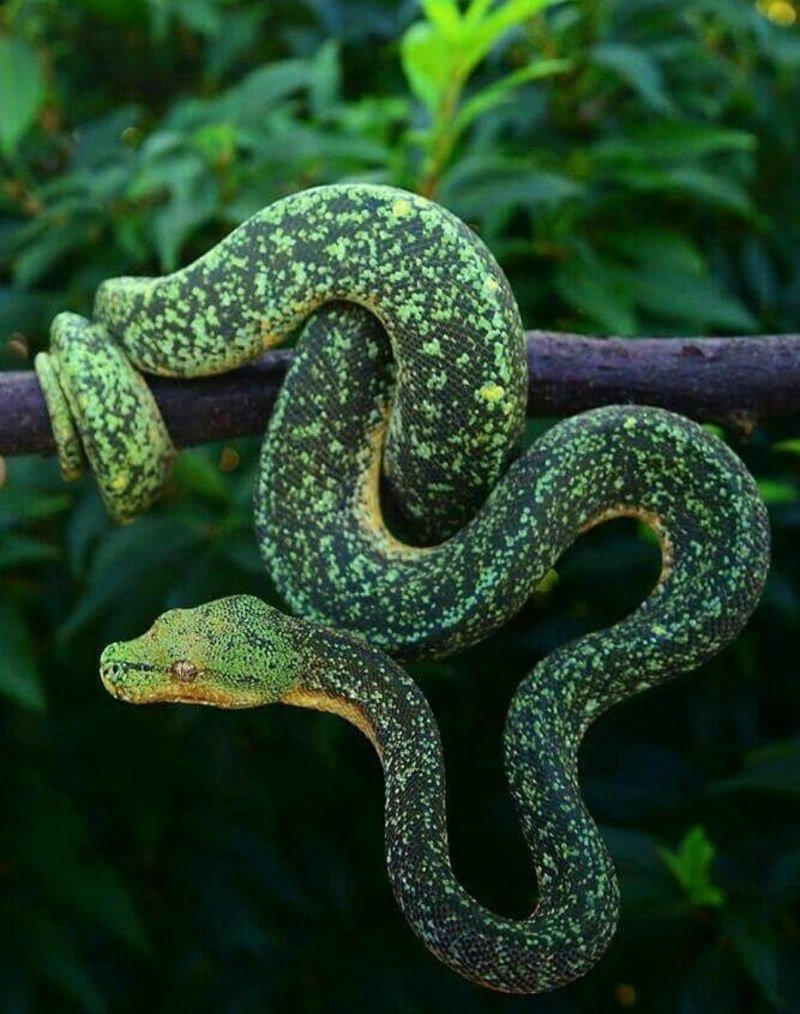 Голубая куфия гадюка